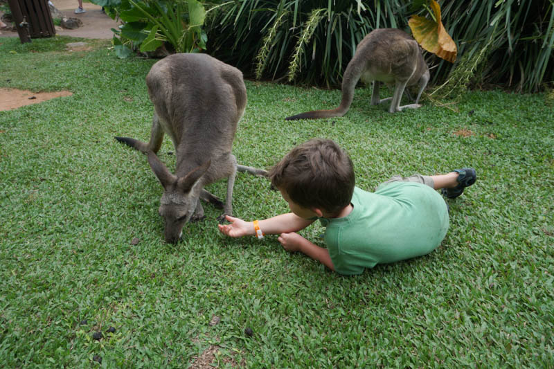 Rainforestation-kangaroo